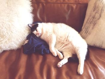 Close-up of cat sleeping on sofa at home