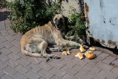 Portrait of dog sitting on footpath