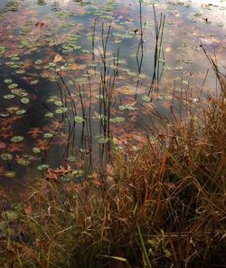 Plant growing in water