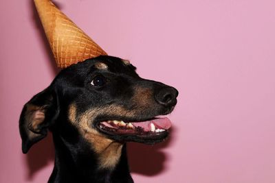 Close-up portrait of black dog against pink  background