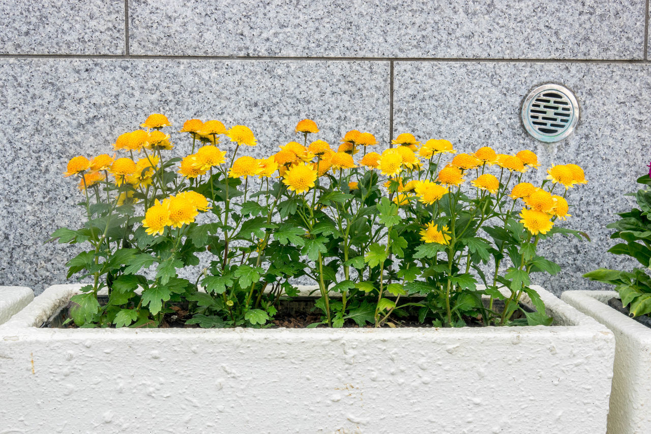 CLOSE-UP OF YELLOW FLOWERS AGAINST WALL