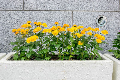 Close-up of yellow flowering plants against wall