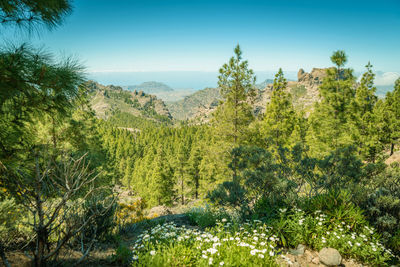 Scenic view of forest