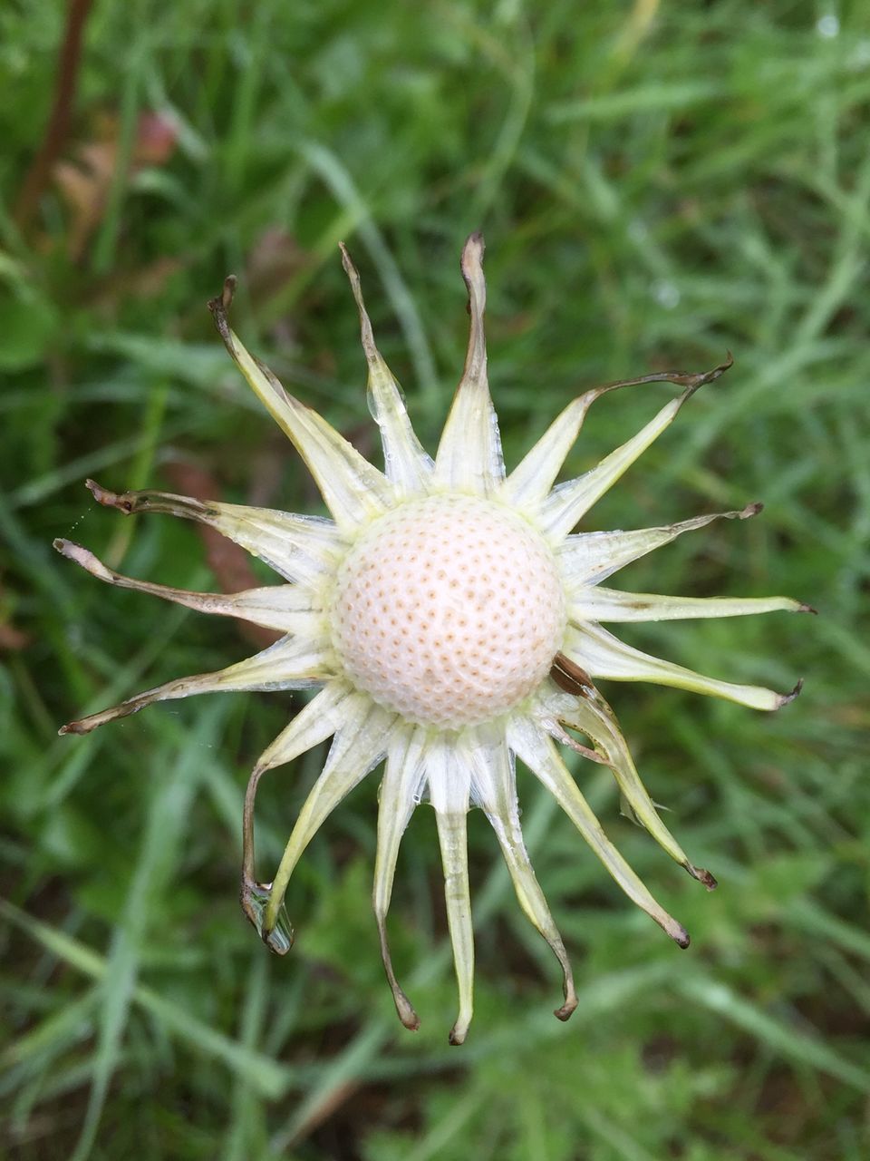 flower, growth, fragility, freshness, close-up, flower head, focus on foreground, plant, single flower, beauty in nature, nature, petal, field, blooming, white color, pollen, day, outdoors, no people, selective focus