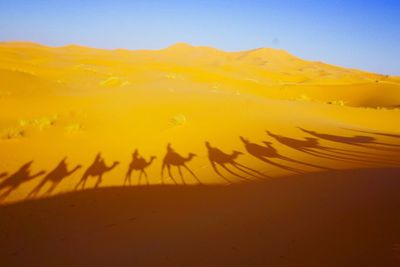 Shadow of tourists riding on camels in sahara desert