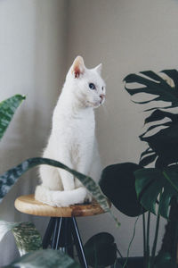 View of white cat