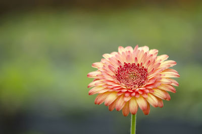 Close-up of red flowers