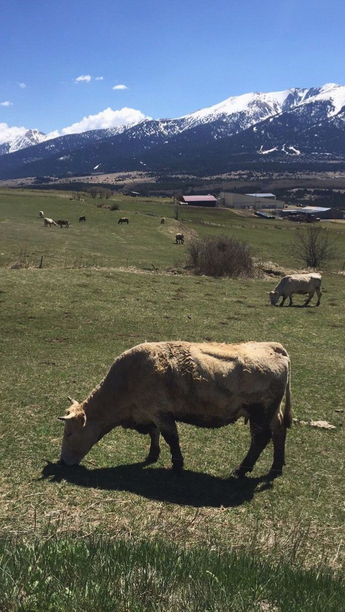 animal themes, mammal, grass, grazing, field, animals in the wild, livestock, sheep, no people, domestic animals, nature, day, outdoors, landscape, pasture, american bison, sky, togetherness