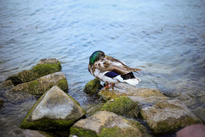 High angle view of bird on rock by lake