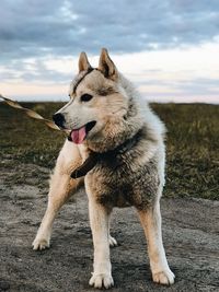 Dog looking away outdoors