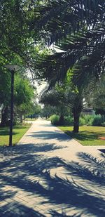 Trees in park