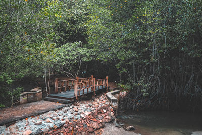 Trees by river in forest