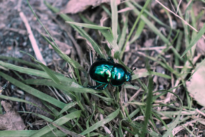 High angle view of beetle on field