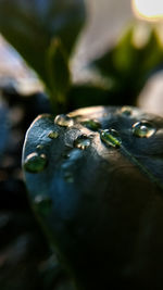 Close-up of water drops on leaf