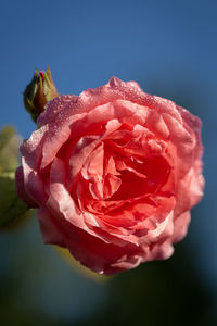 Close-up of rose against blurred background