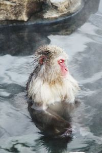 Close-up of japanese macaque in hot spring lake