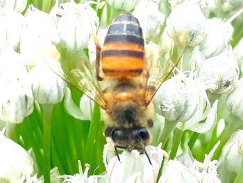 Close-up of bee pollinating on flower