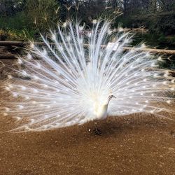 Close-up of peacock