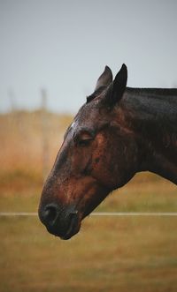 Close-up of a horse against the sky