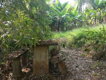 Plants and trees in park