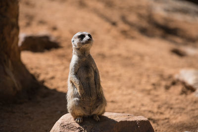 View of duck on rock