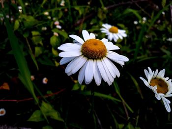 Close-up of white flowering plant on field
