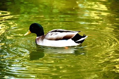 Duck swimming in lake