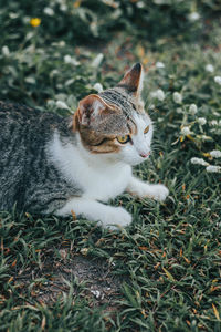 View of a cat looking away on field