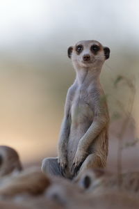 Close-up of meerkat