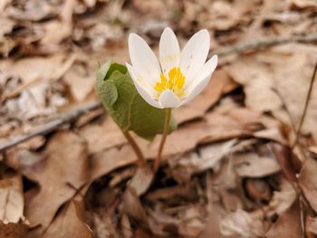 Close-up of white crocus flower