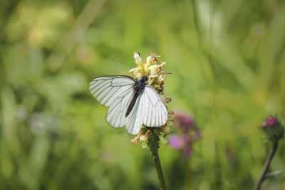 Close-up of butterfly pollinating on flower