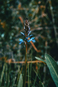 Close-up of purple flowering plant on field