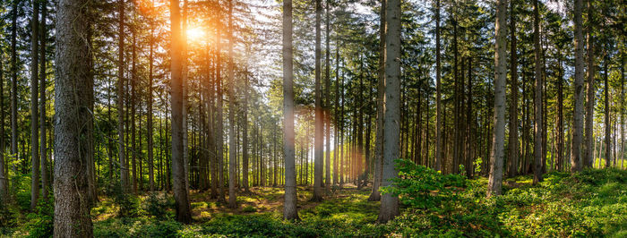 Sunlight streaming through pine trees in forest