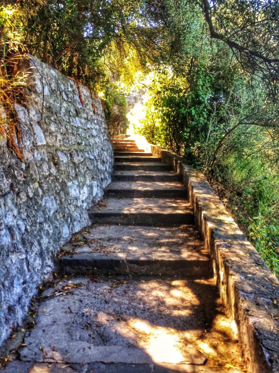 the way forward, steps, tree, diminishing perspective, steps and staircases, vanishing point, narrow, tranquility, staircase, nature, sunlight, forest, leading, footpath, walkway, pathway, rock - object, growth, plant, tranquil scene