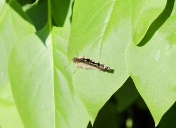 Close-up of insect on leaf