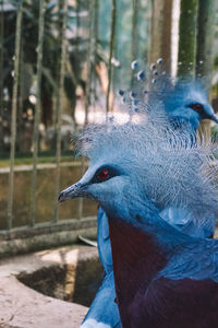 Close-up of a blue bird looking away