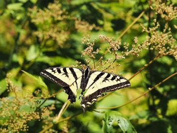 Butterfly perching on plant