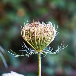 Close-up of flower bud growing outdoors