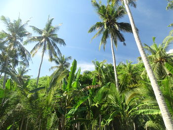 Low angle view of palm trees against sky