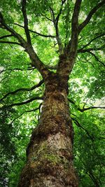 Low angle view of trees in forest