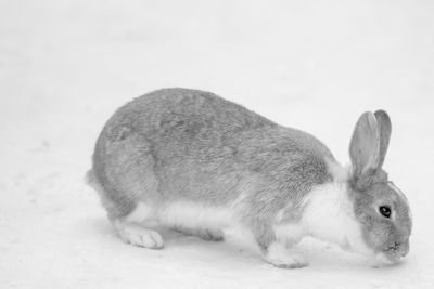 Close-up of a rabbit over white background