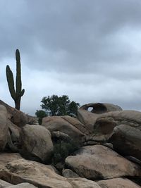 Cactus against sky