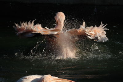 Ducks swimming in lake