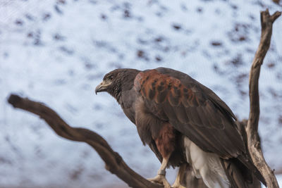 Close-up of hawk perching against snow