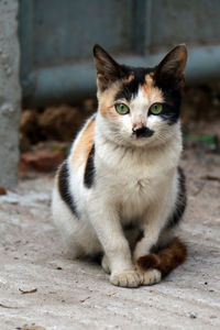 Portrait of cat sitting on footpath