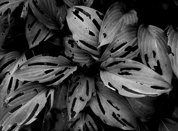 Close-up of leaves