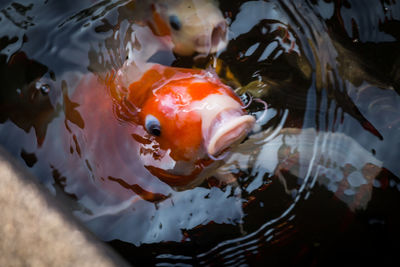 Fish swimming in sea