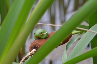 Close-up of insect on plant