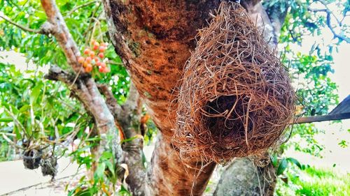 Low angle view of nest hanging on tree
