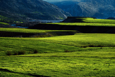 Scenic view of agricultural field against mountain